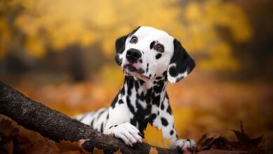 Datadog's Updog Tool Instantly Detects App Downtime