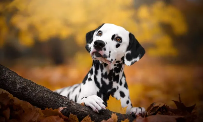 A Dalmatian dog with black spots rests its paws on a fallen log amidst autumn leaves.