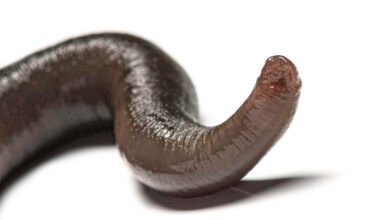 Man's 20-Day Nose Mystery Solved: A Leech