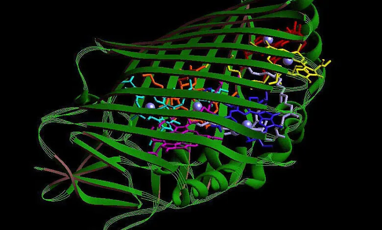 3D model of bacteriochlorophyll a protein molecule with magnesium atoms.