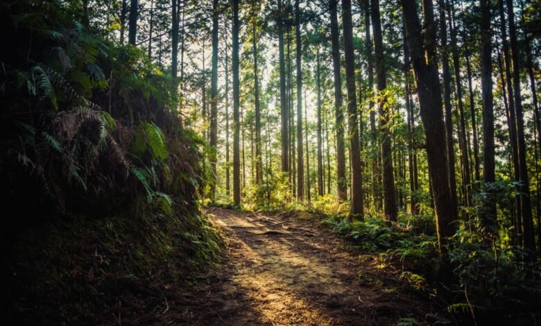 A sun-dappled forest path winding through tall trees and lush ferns.