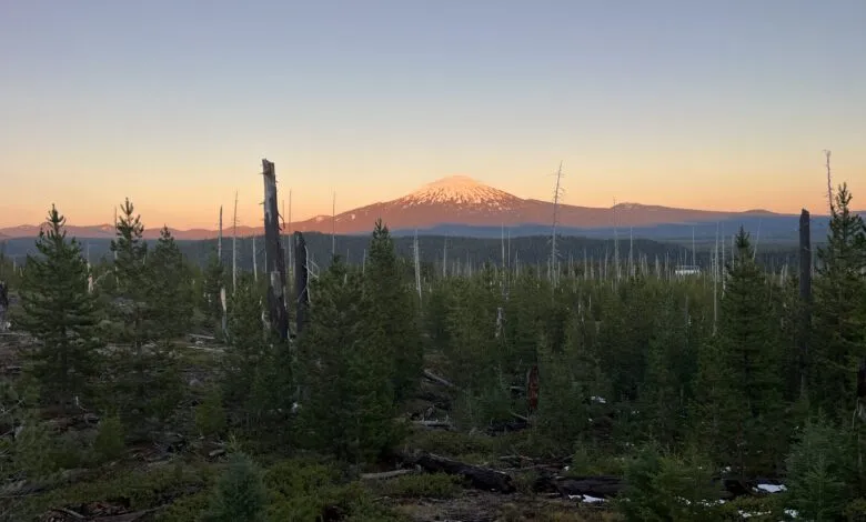 Snow-capped mountain peak at sunset over a forest with dead trees and new growth.
