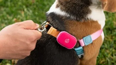 Life360 Launches GPS Pet Tracker to Keep Your Pets Safe