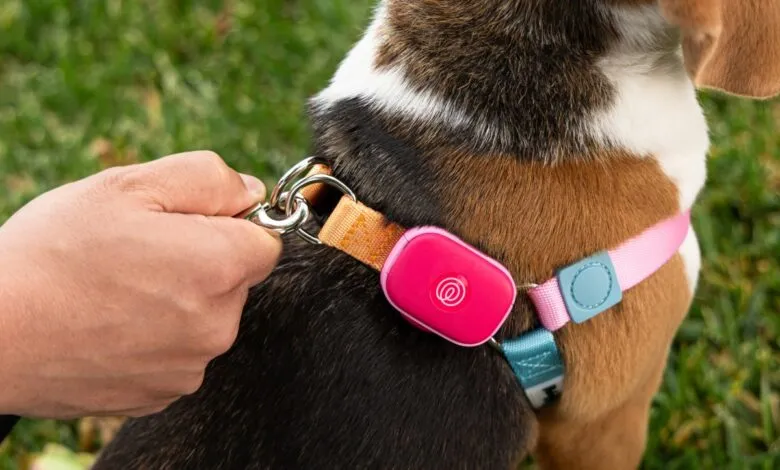 Close-up of a dog's collar with a pink GPS tracker attached, being held by a person's hand.
