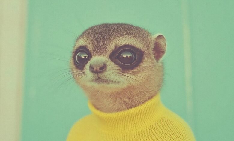 A meerkat wearing a yellow turtleneck sweater against a teal background.