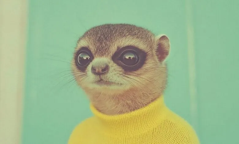 A meerkat wearing a yellow turtleneck sweater against a teal background.