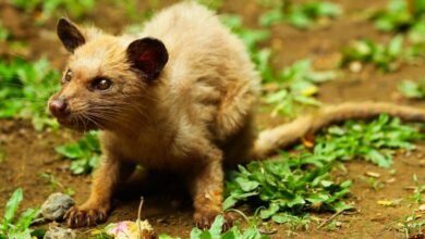 The Science Behind Civet Coffee's High Price