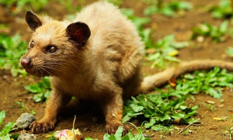 A small, furry civet with large eyes and pointed ears sits on the ground.