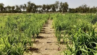 Liquid Clay: The Norwegian Tech Transforming Deserts Into Farmland