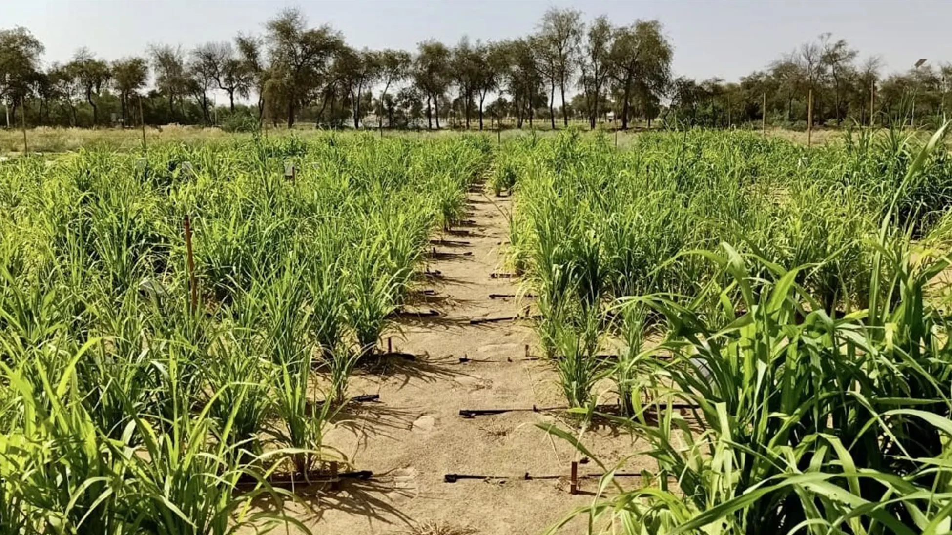 Rows of lush green sorghum plants in a sandy field with trees in the background. This Norwegian startup wants to turn Dubai's desert into farmland