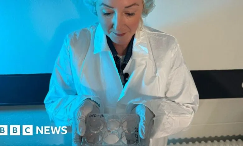 Scientist in lab coat and gloves holds a petri dish with samples.