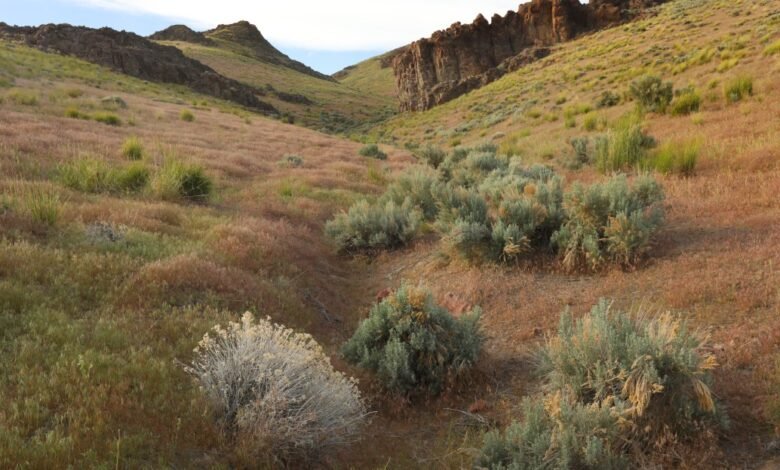 A dry, grassy canyon with sagebrush and rocky cliffs under a pale blue sky.