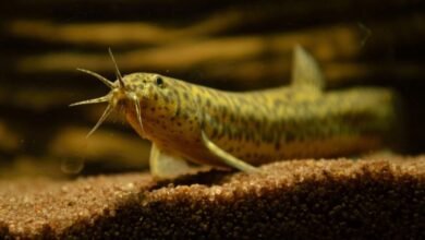 A loach fish with barbels swims over a sandy substrate in an aquarium.