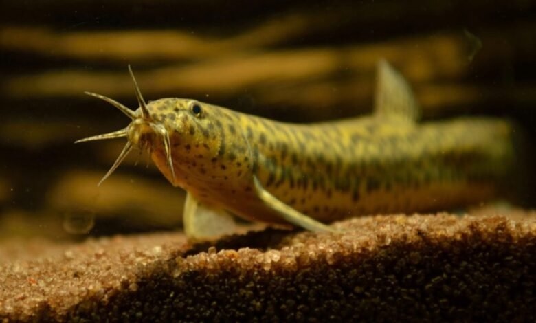 A loach fish with barbels swims over a sandy substrate in an aquarium.