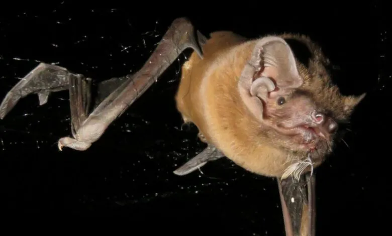 Close-up of a bat hanging upside down, showing its fur, wings, and large ears.