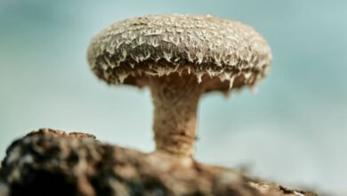 Scientists Create Computer Memory From Shiitake Mushrooms