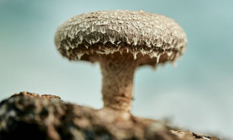 Close-up of a single shiitake mushroom growing on wood, with a soft blue background.