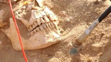 Napoleon's Army Killer Identified by DNA Analysis