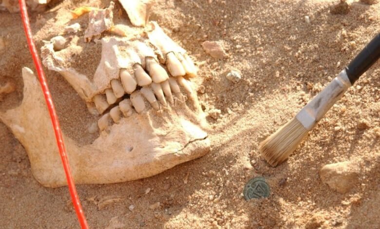 Archaeological dig revealing a human jawbone and teeth with a brush and coin in sand.