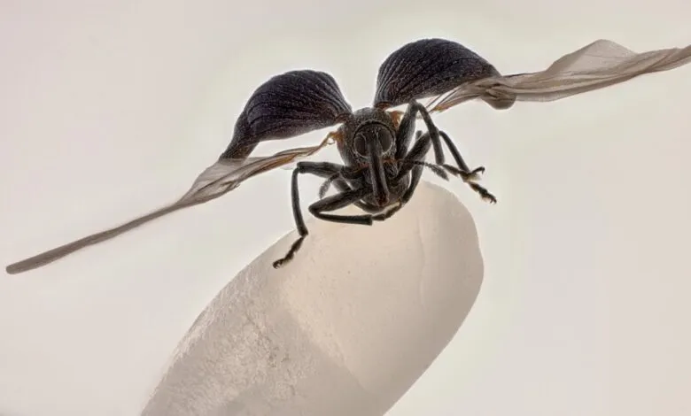 Close-up of a dark-colored weevil with large, feathery wings spread wide, perched on a translucent object.