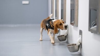 A beagle wearing a black harness sniffs at a metal bowl attached to a wall in a clean, modern facility.