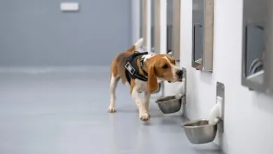 SpotitEarly Uses Dogs and AI to Detect Common Cancers