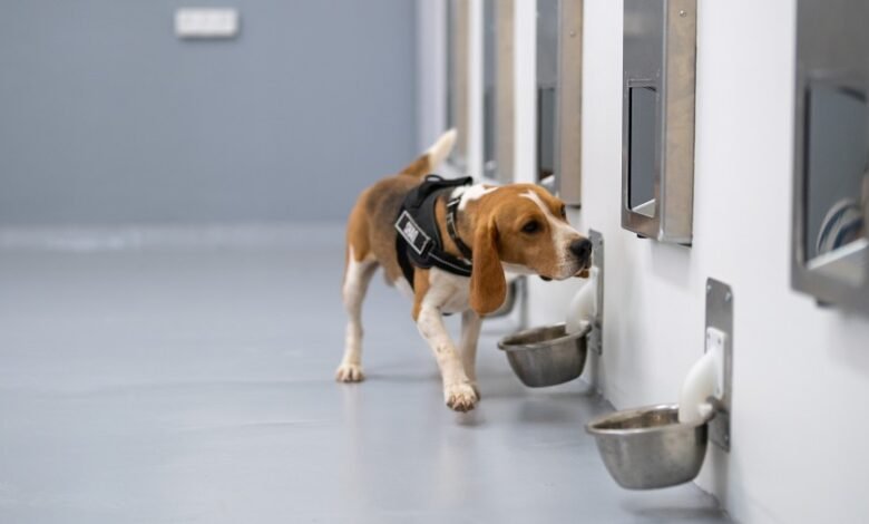 A beagle wearing a black harness sniffs at a metal bowl attached to a wall in a clean, modern facility.