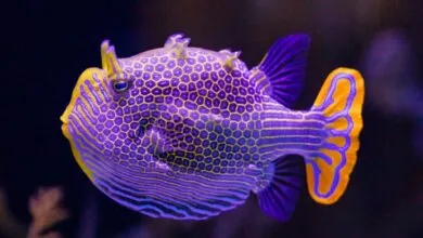 A vibrant boxfish with purple and yellow honeycomb patterns swims in dark water.