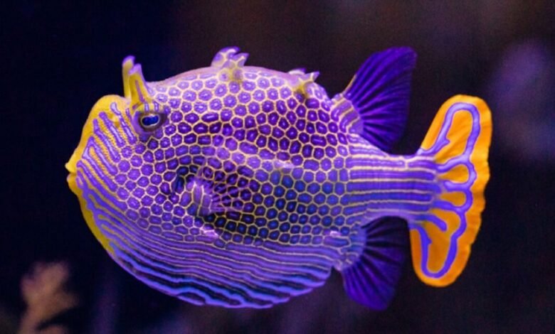 A vibrant boxfish with purple and yellow honeycomb patterns swims in dark water.