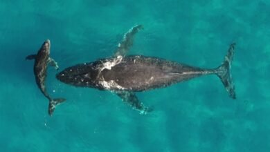Climate Change Is Disrupting Whale and Dolphin Migrations