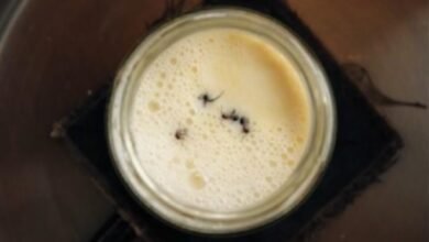 Scientists Revive Ancient Yogurt Recipe Using Ants