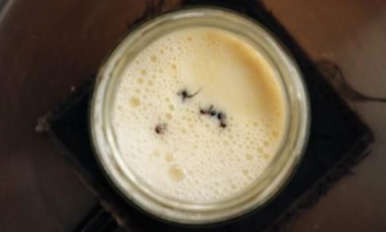Close-up of ants in a glass of foamy milk or yogurt.