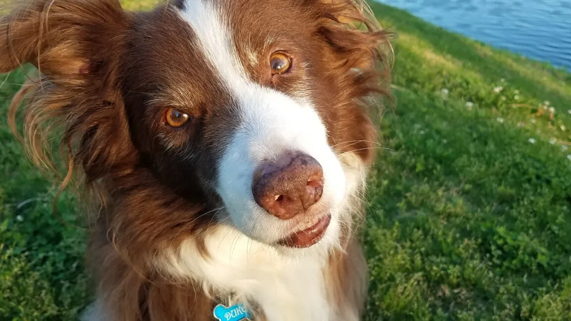 Close-up of a brown and white Border Collie dog with expressive eyes and a wet nose, outdoors.