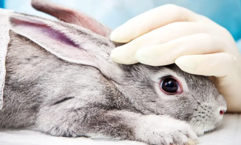 A veterinarian's gloved hand gently examines a rabbit's eye.