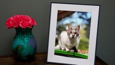 Digital frame displays a cat photo next to a vase of pink roses.