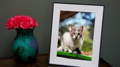 Save $30 on Aura’s Gift-Worthy Digital Photo Frame for Black Friday