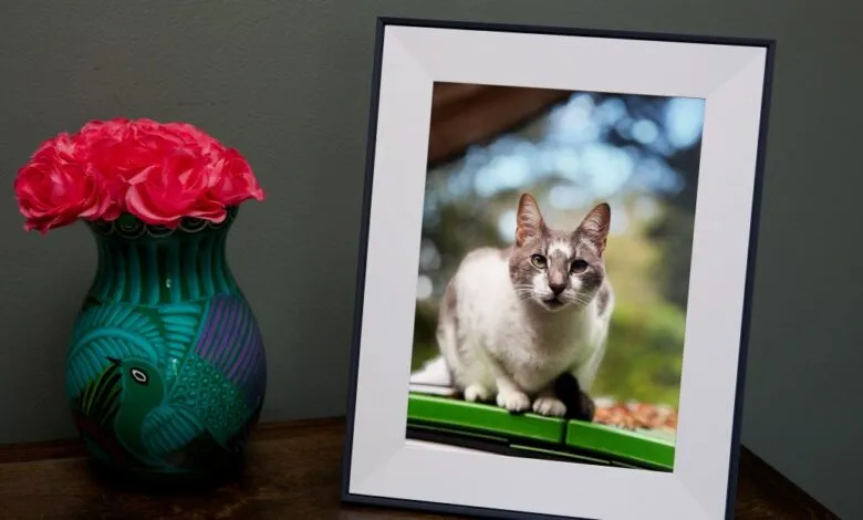 Digital frame displays a cat photo next to a vase of pink roses.