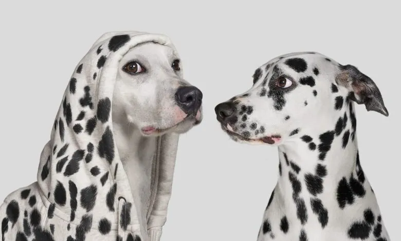 Two Dalmatians facing each other, one wearing a Dalmatian-patterned hoodie.
