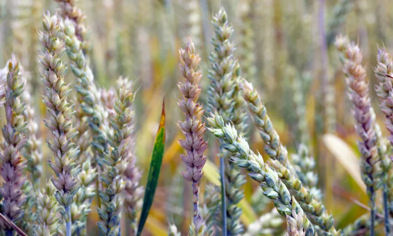 Close-up of wheat stalks showing signs of Fusarium head blight disease.