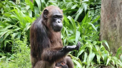 How Chimps Make Rational Decisions
