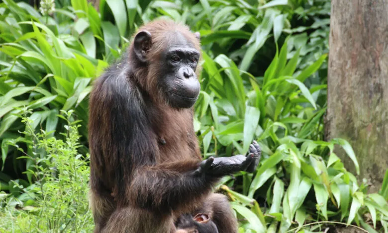 A chimpanzee sits with its hands open, appearing to ask for something, with lush green foliage in the background.