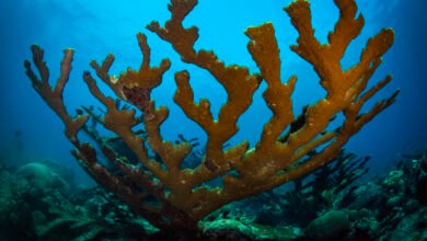 How Corals Survived Past Climate Change in the Deep