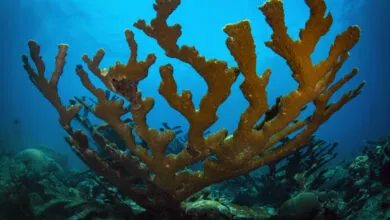 How Corals Survived Past Climate Change in the Deep