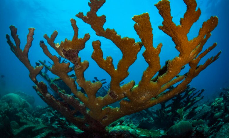 Close-up of a large, branching Elkhorn coral in clear blue ocean water.