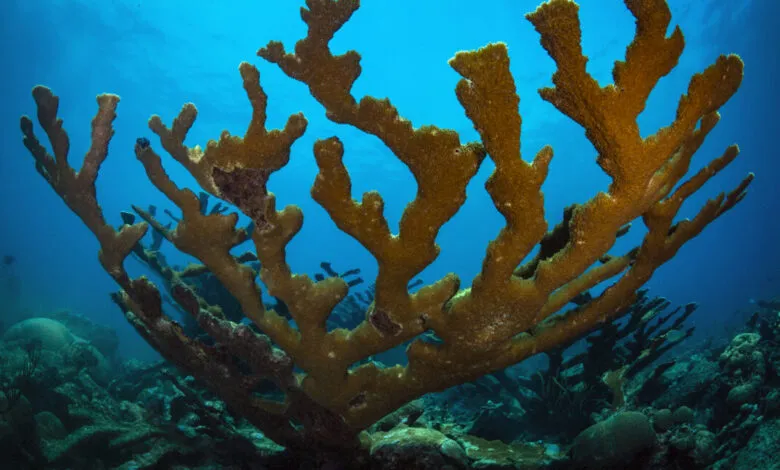 Close-up of a large, branching Elkhorn coral in clear blue ocean water.