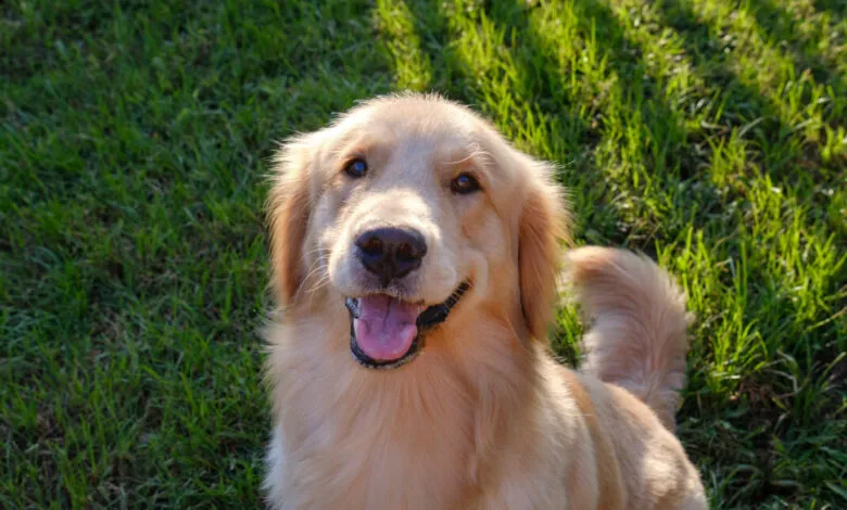 Golden retriever dog sitting in green grass, looking at the camera.