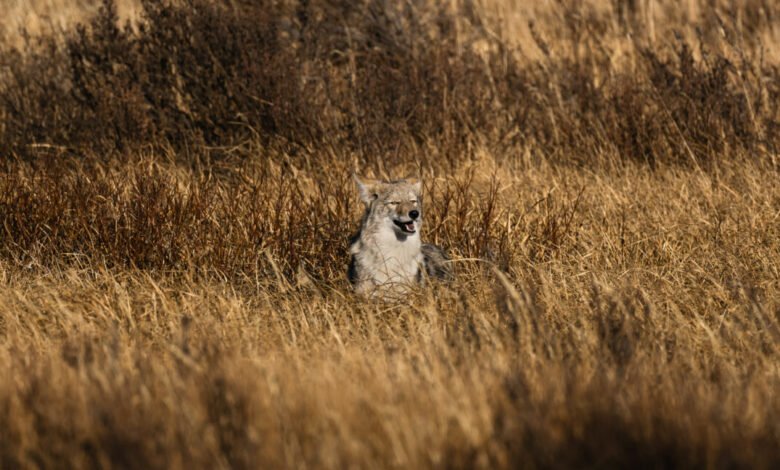 Coyote rests in tall, dry grass in Yellowstone National Park.