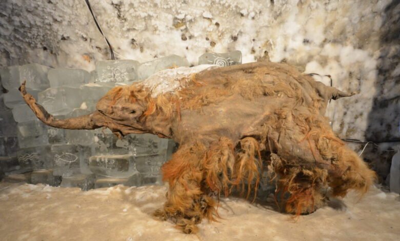 A preserved woolly mammoth carcass with thick brown fur and tusks, displayed in an icy cave.