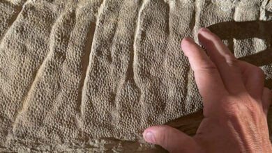 A hand touches a textured fossilized surface with distinct ridges and small bumps.