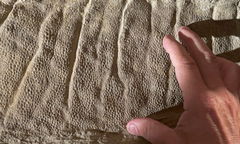 A hand touches a textured fossilized surface with distinct ridges and small bumps.